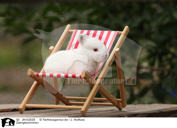 Zwergkaninchen / young rabbit / JH-02628