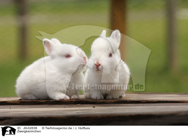 Zwergkaninchen / young rabbit / JH-02636