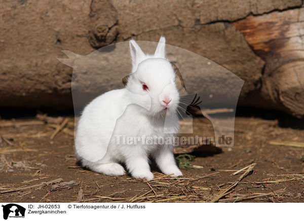 Zwergkaninchen / young rabbit / JH-02653