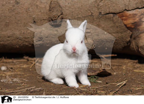 Zwergkaninchen / young rabbit / JH-02654