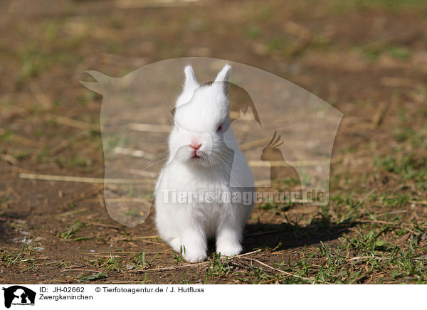 Zwergkaninchen / young rabbit / JH-02662