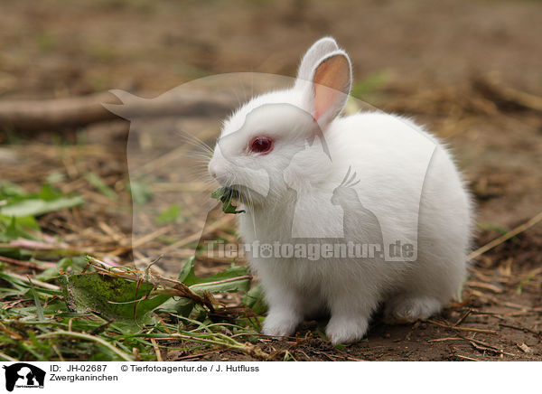 Zwergkaninchen / young rabbit / JH-02687