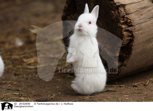 Zwergkaninchen / young rabbit / JH-02690