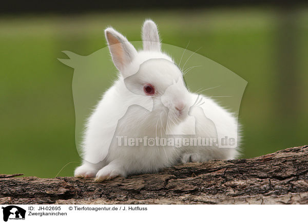 Zwergkaninchen / young rabbit / JH-02695