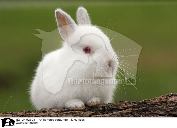 Zwergkaninchen / young rabbit / JH-02698