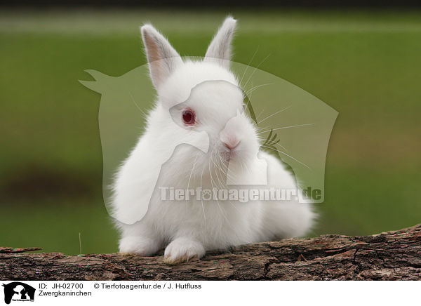 Zwergkaninchen / young rabbit / JH-02700