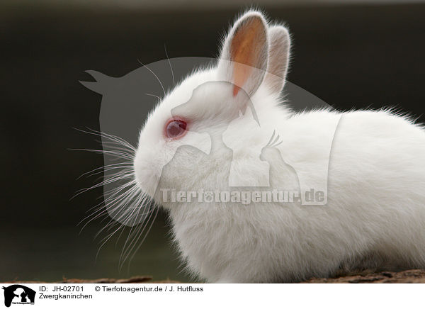 Zwergkaninchen / young rabbit / JH-02701