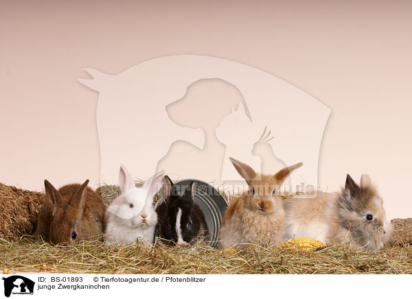 junge Zwergkaninchen / young pygmy bunnies / BS-01893