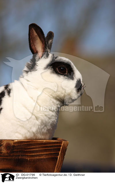 Zwergkaninchen / dwarf rabbit / DG-01796