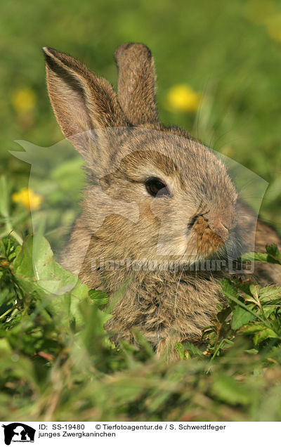 junges Zwergkaninchen / young dwarf rabbit / SS-19480