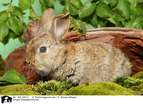 junges Zwergkaninchen / young dwarf rabbit / SS-19511