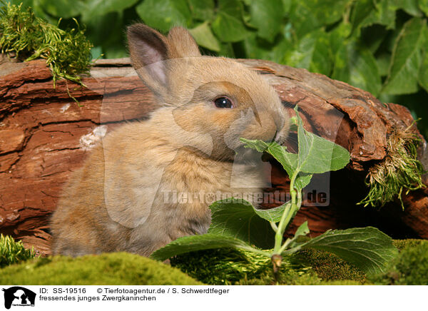 junges Zwergkaninchen / young dwarf rabbit / SS-19516