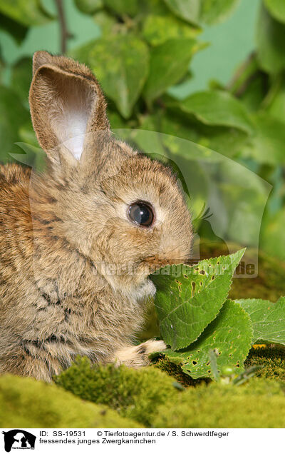 junges Zwergkaninchen / young dwarf rabbit / SS-19531