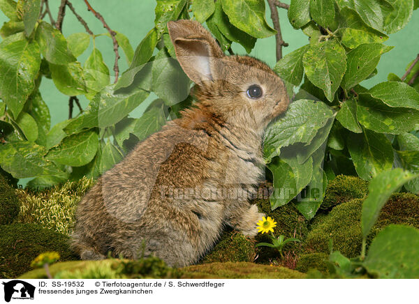 junges Zwergkaninchen / young dwarf rabbit / SS-19532