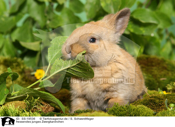 junges Zwergkaninchen / young dwarf rabbit / SS-19536