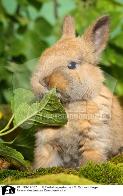 junges Zwergkaninchen / young dwarf rabbit / SS-19537