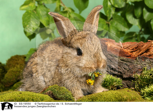 junges Zwergkaninchen / young dwarf rabbit / SS-19550