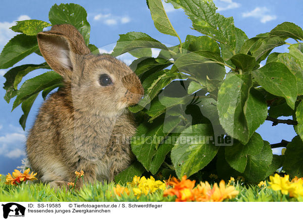 junges Zwergkaninchen / young dwarf rabbit / SS-19585