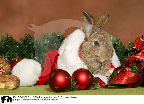 junges Zwergkaninchen / young dwarf rabbit / SS-19626