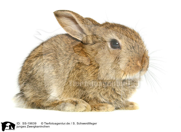 junges Zwergkaninchen / young dwarf rabbit / SS-19639