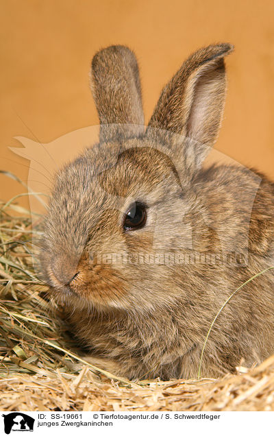 junges Zwergkaninchen / young dwarf rabbit / SS-19661