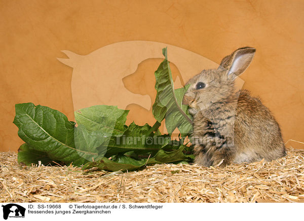 junges Zwergkaninchen / young dwarf rabbit / SS-19668