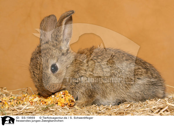 junges Zwergkaninchen / young dwarf rabbit / SS-19669