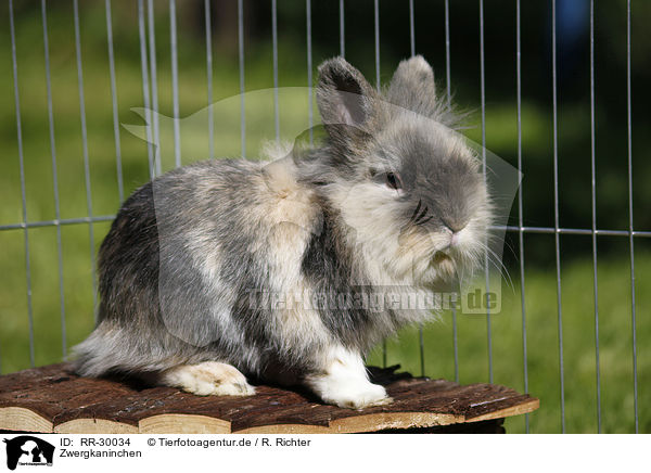 Zwergkaninchen / pygmy bunny / RR-30034