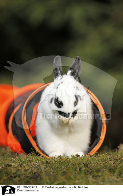 Zwergkaninchen / dwarf rabbit / RR-33401