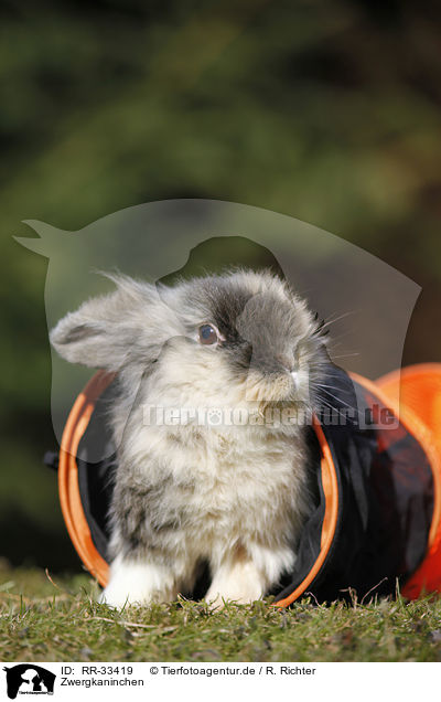 Zwergkaninchen / dwarf rabbit / RR-33419