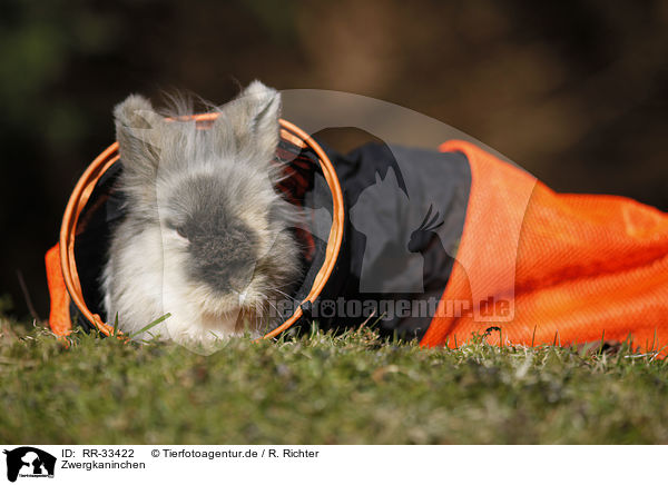 Zwergkaninchen / dwarf rabbit / RR-33422