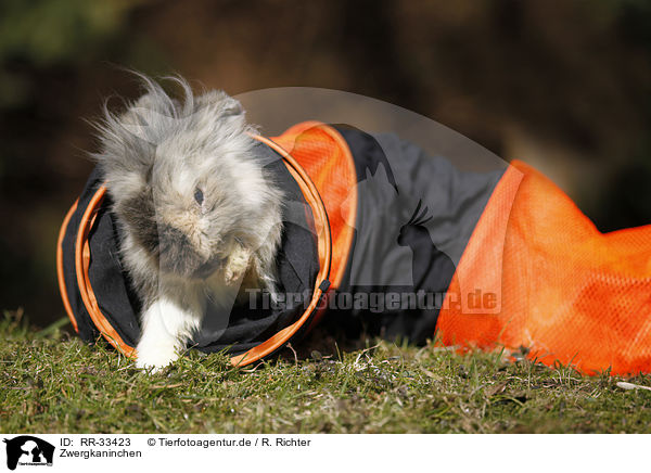 Zwergkaninchen / dwarf rabbit / RR-33423