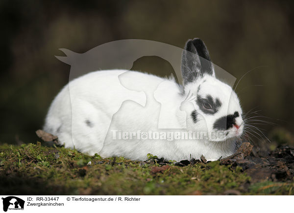 Zwergkaninchen / dwarf rabbit / RR-33447