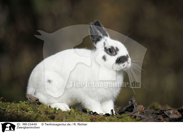 Zwergkaninchen / dwarf rabbit / RR-33449