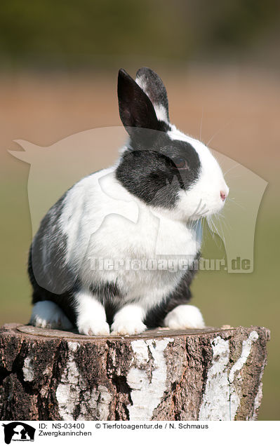 Zwergkaninchen / dwarf rabbit / NS-03400