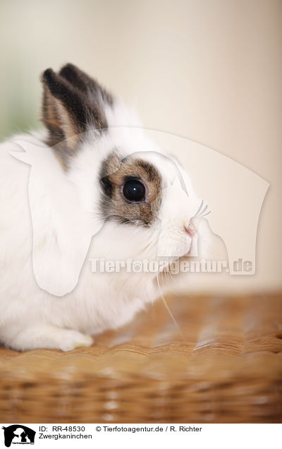 Zwergkaninchen / dwarf rabbit / RR-48530