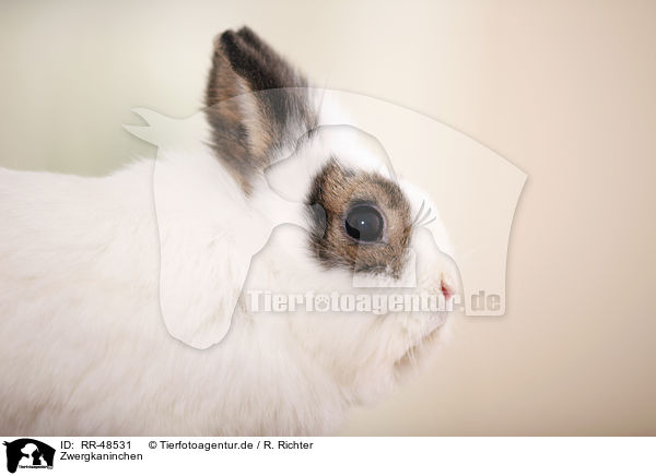 Zwergkaninchen / dwarf rabbit / RR-48531