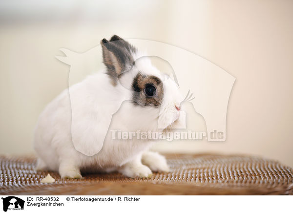 Zwergkaninchen / dwarf rabbit / RR-48532