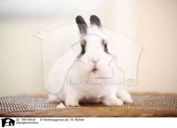 Zwergkaninchen / dwarf rabbit / RR-48534