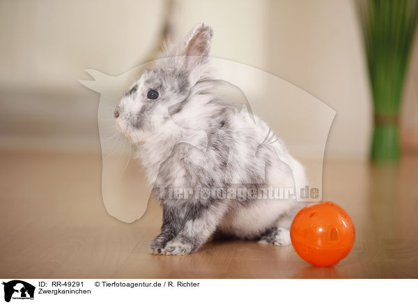 Zwergkaninchen / dwarf rabbit / RR-49291