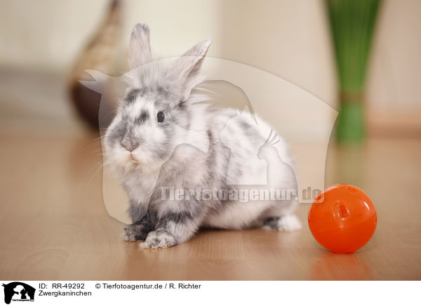 Zwergkaninchen / dwarf rabbit / RR-49292