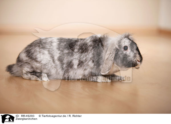 Zwergkaninchen / dwarf rabbit / RR-49293