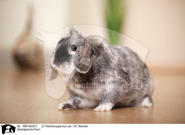 Zwergkaninchen / dwarf rabbit / RR-49307