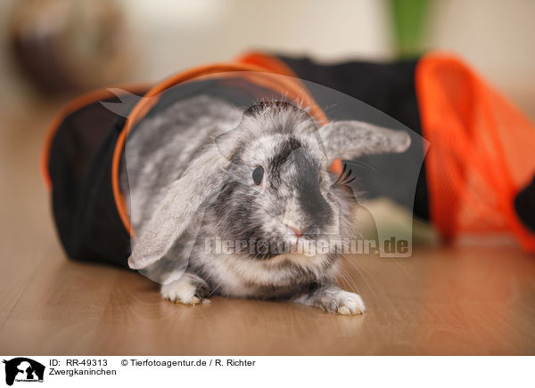 Zwergkaninchen / dwarf rabbit / RR-49313