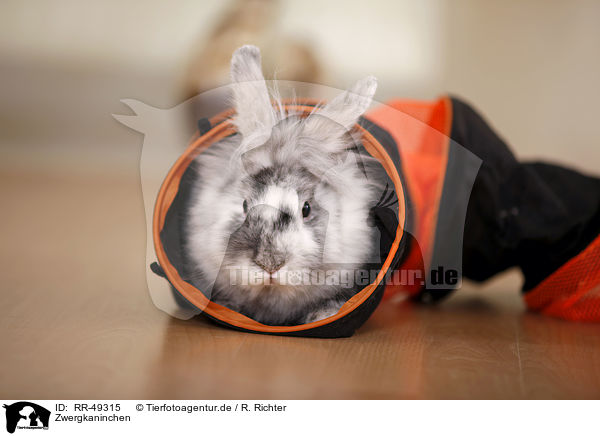 Zwergkaninchen / dwarf rabbit / RR-49315