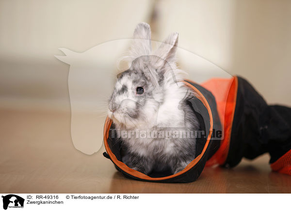 Zwergkaninchen / dwarf rabbit / RR-49316