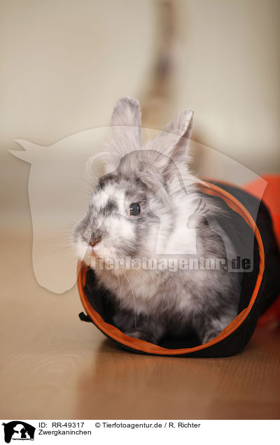 Zwergkaninchen / dwarf rabbit / RR-49317