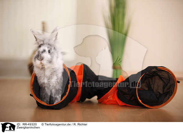 Zwergkaninchen / dwarf rabbit / RR-49320