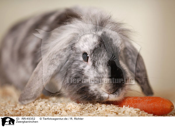 Zwergkaninchen / dwarf rabbit / RR-49352