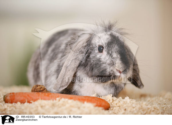 Zwergkaninchen / dwarf rabbit / RR-49353